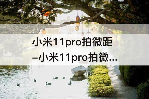 小米11pro拍微距-小米11pro拍微距没有小花